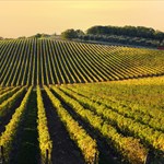 Chianti